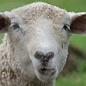 Meet your Posher, Jerome